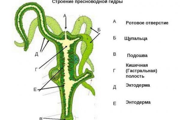 Кракен орг